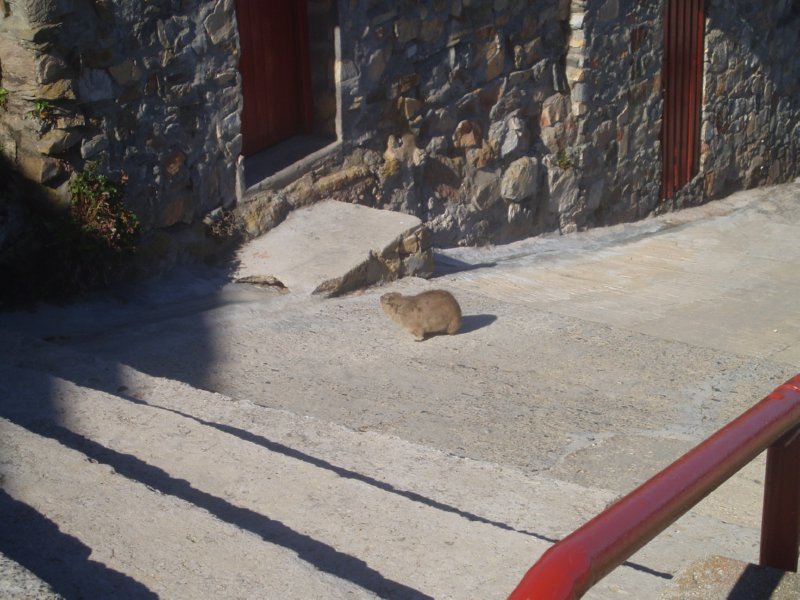 KeHa_in_South_Africa - 172